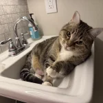 Mengungkap Misteri: Mengapa Kucing Takut Air?