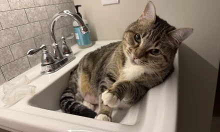 Mengungkap Misteri: Mengapa Kucing Takut Air?