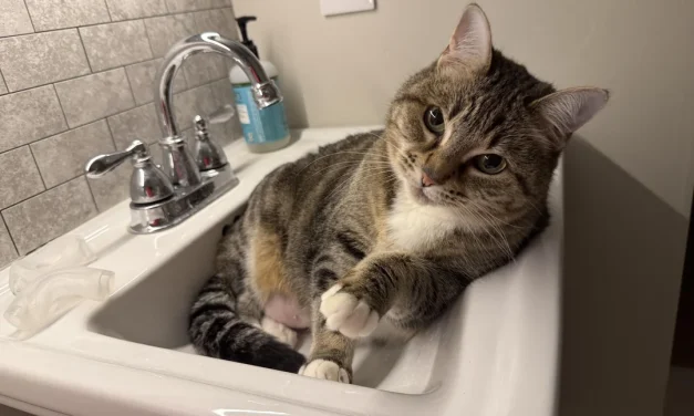 Mengungkap Misteri: Mengapa Kucing Takut Air?