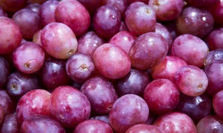 Anggur Kaya Vitamin C, Rahasia Alami Perkuat Kekebalan Tubuh